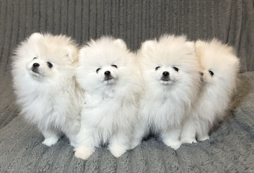 Білі Померанські Шпіци з документами