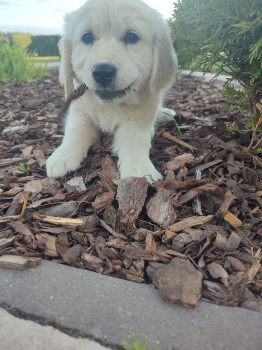 Golden retriever