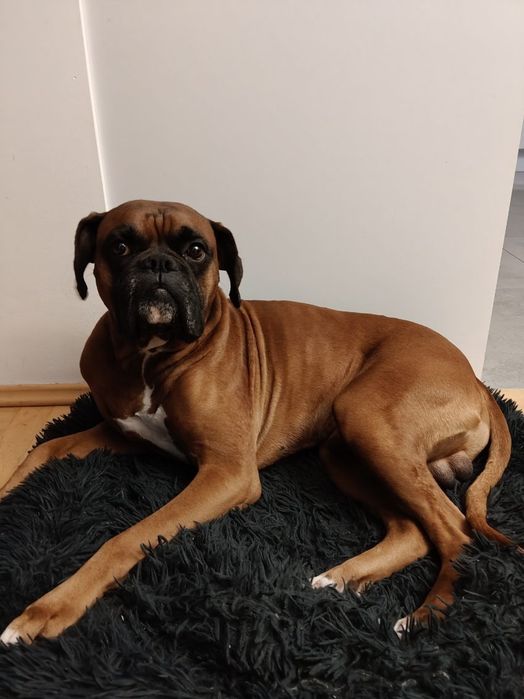 Oddam Psa Boksera w dobre ręce