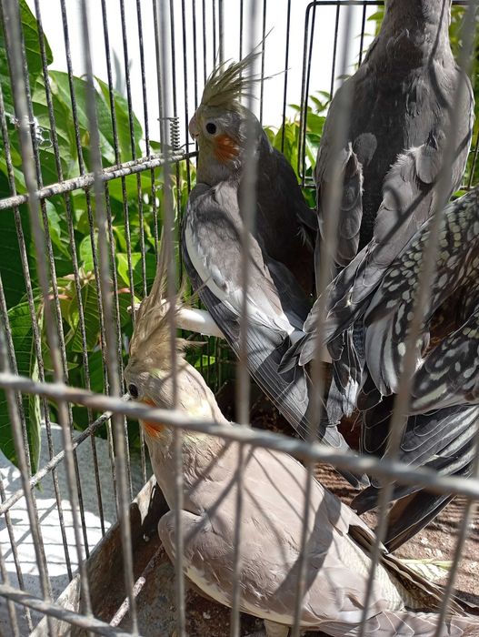 Lote de caturras