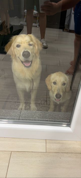 Golgen Retriever 4 meses