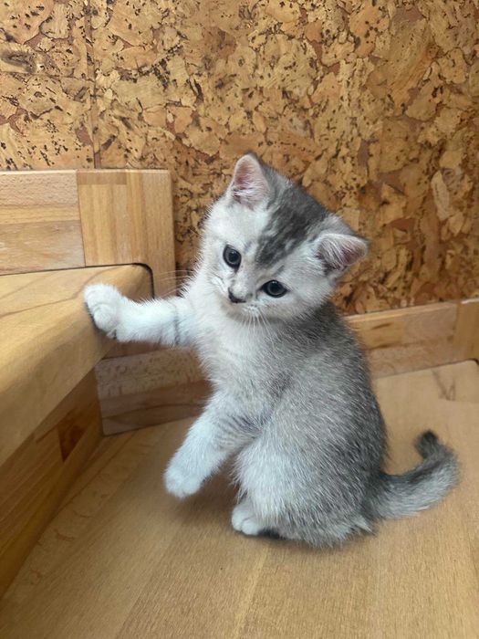 Шотландське кошеня, Скотіш Страйт Львів