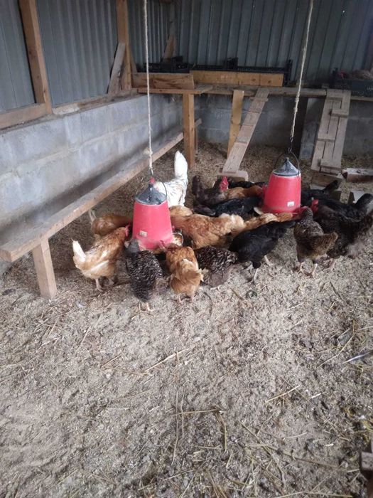 Galinhas para venda