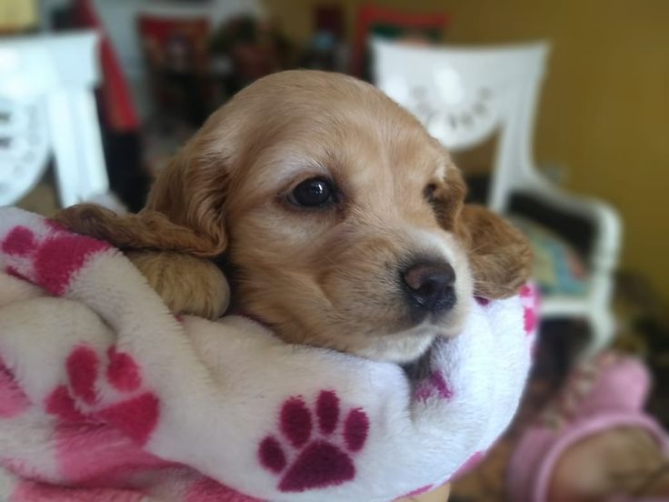 Три чарівні цуценята, готові дарувати любов щодня