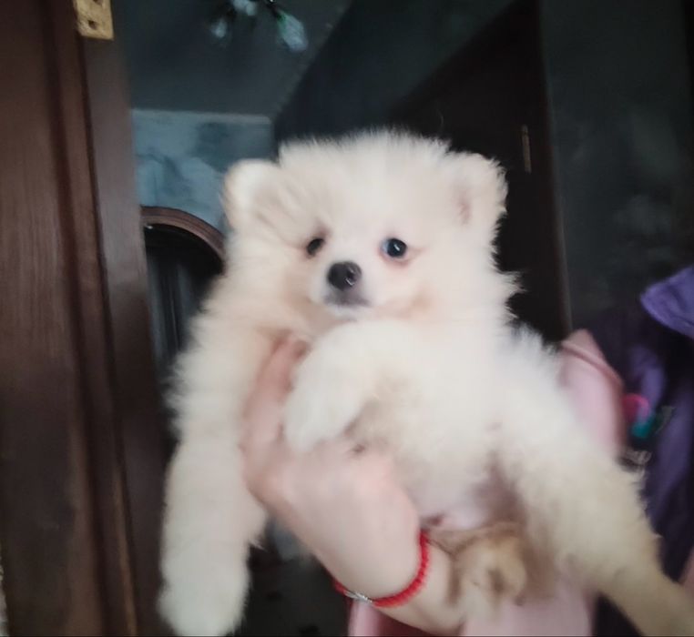 Померанський шпіц, відмінна якість, документи КСУ.