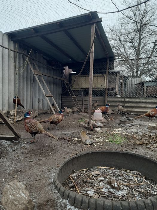 Інкубаційне яйце мисливського фазана