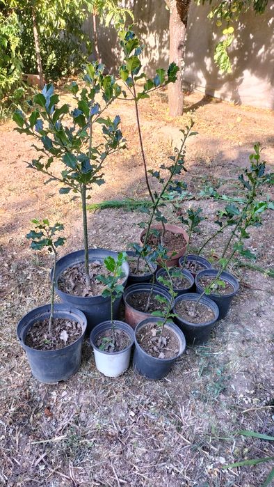 Azevinhos de vários tamanhos