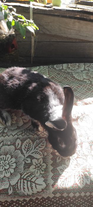 Кролики біло-остьові