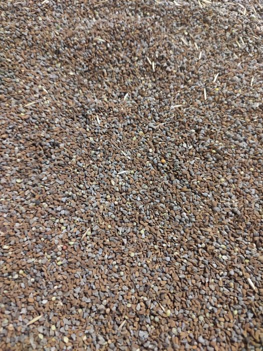 Nasiona żmijowec  grecki z facelią