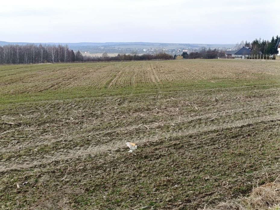 Działki Krasnystaw z piękną panoramą miasta - View 3