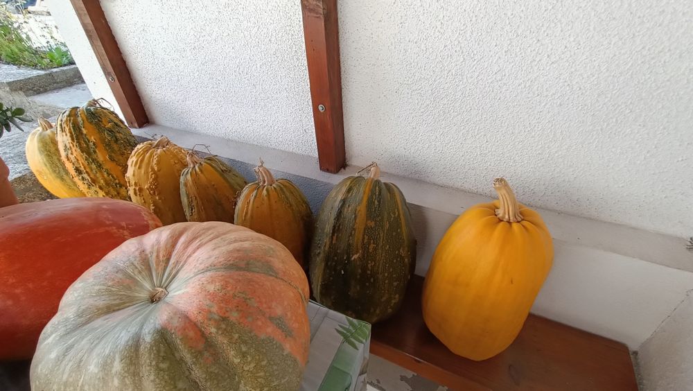 Abóboras e calondros para venda