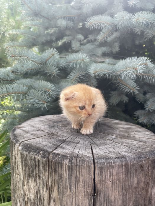 Віддам в добрі руки! Безкоштовно!