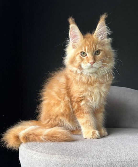 Розкішні золоті кошенята породи Мейнкун