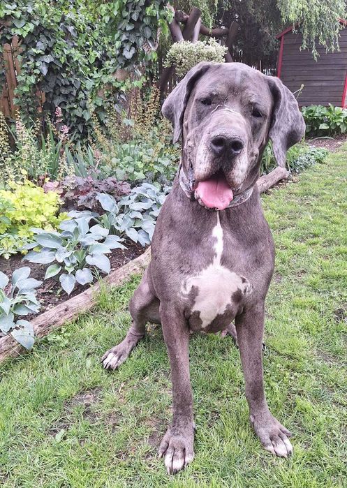 Dog niemiecki merle DO ADOPCJI !