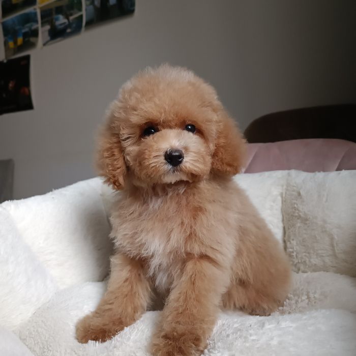 Мальтипу. Шикарна красуня. В Києві