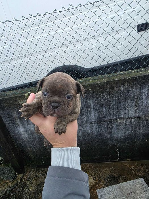Bulldog frances tigrado femea