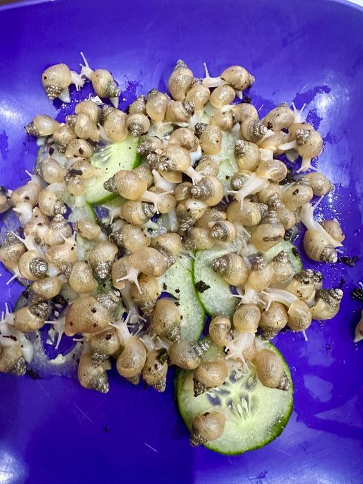 равлик Ахатина фуліка родація альбіно