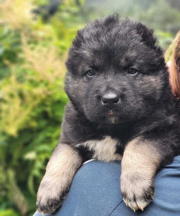 цуценята кавказької вівчарки