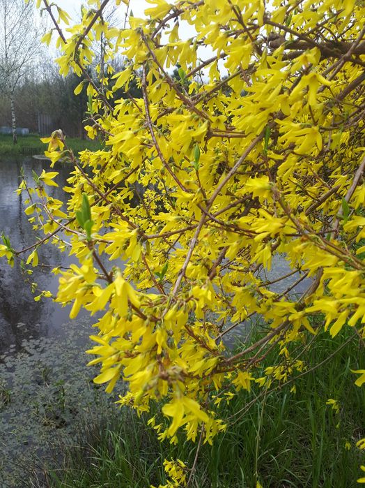 Форзиція, Гібіскус сирійський