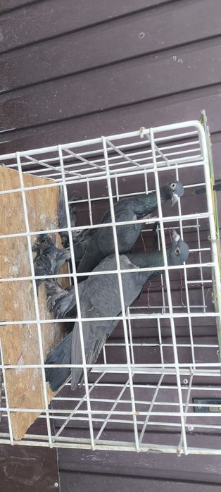 Sprzedam gołębie bociany