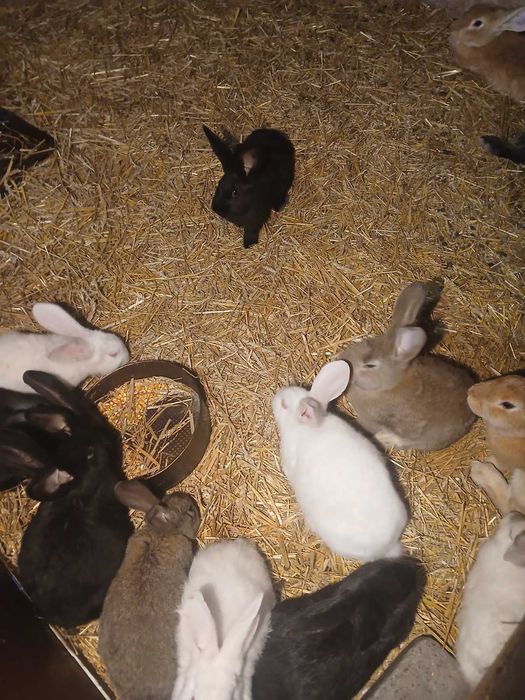 Молоді домашні кролики