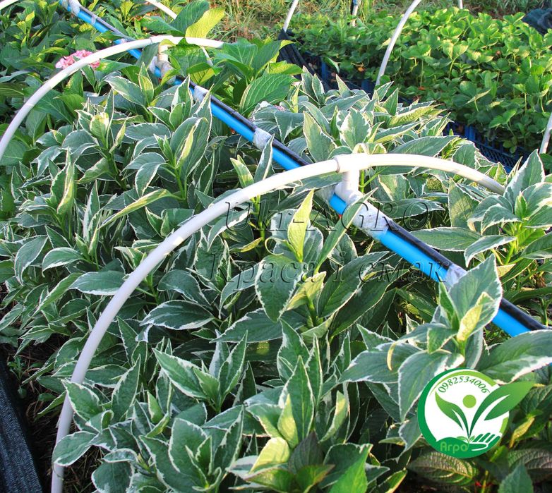 Саджанці гортензії широколистої, блакитна (голуба синя) Broad-leaved