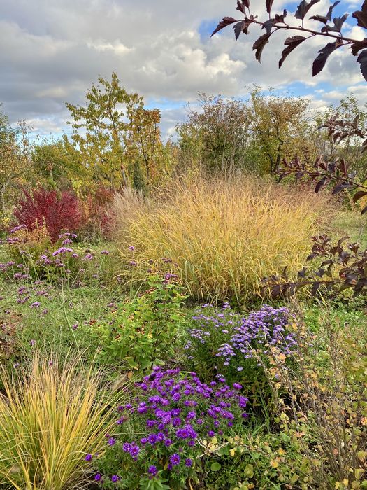 Просо прутьевидное