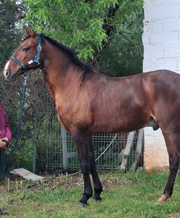 Puro Sangue Lusitano 12 anos