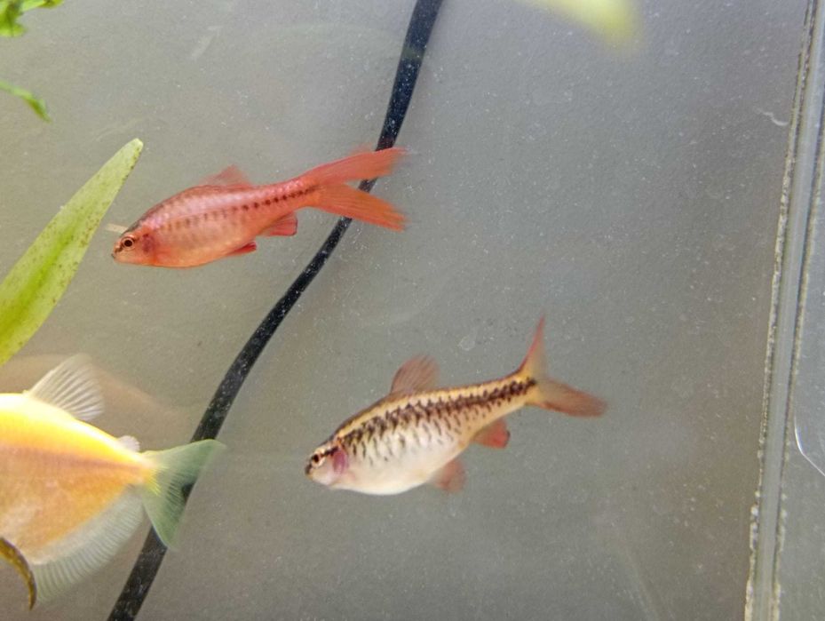 Brzanka wysmukła x2, danio pręgowate weloniaste x2, neon czarny, neon inesa