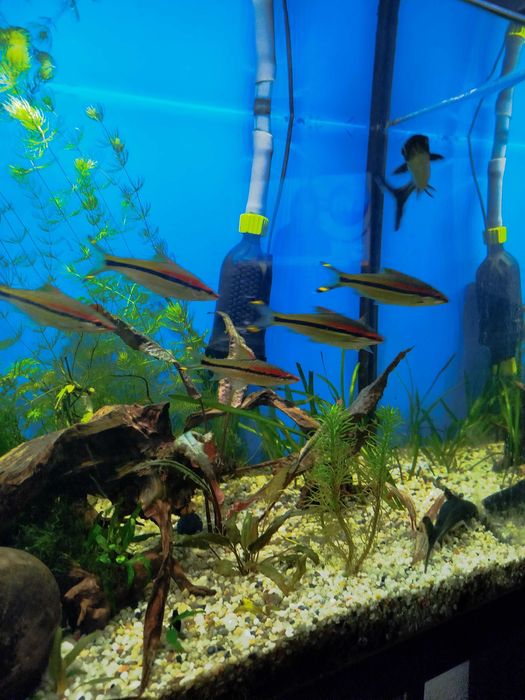 Sumy rekinie 2 sztuki