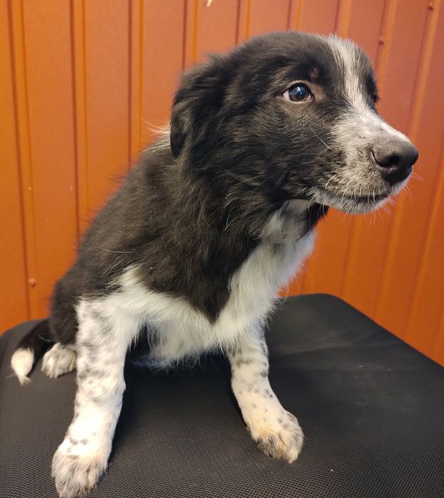 Pies Border Collie SPAIK