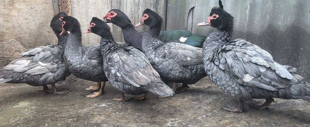 Инкубационное яйцо мускусной утки, индоутки тяжелой линии Голубая