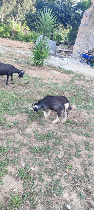 Cabrito anão 4 meses
