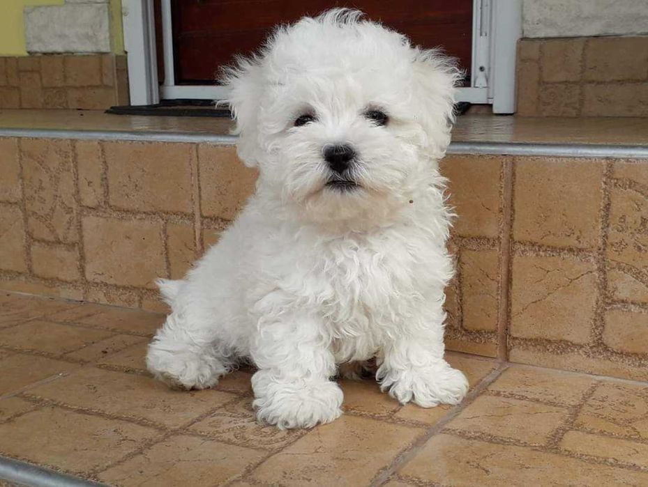 Дівчата та хлопці бішонів