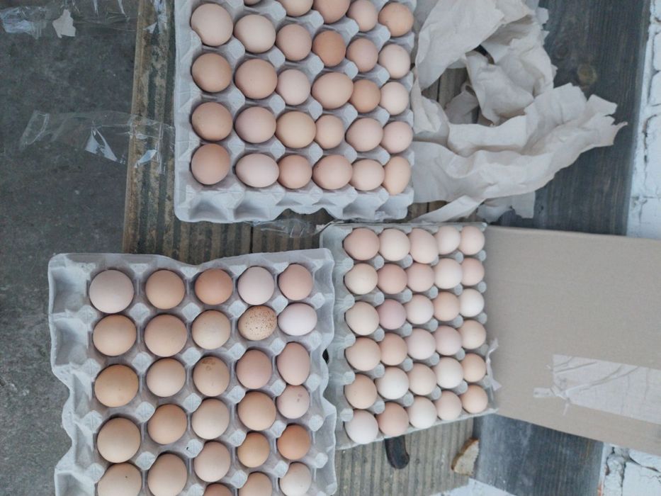 Інкубаційні яйця в домашніх птахів.