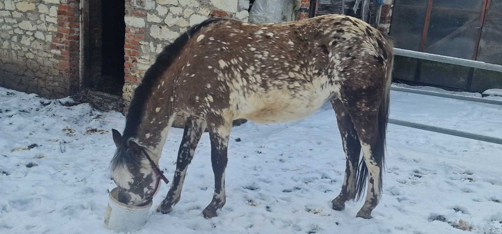 Sprzedam taranta ogier 2,5r  145cm