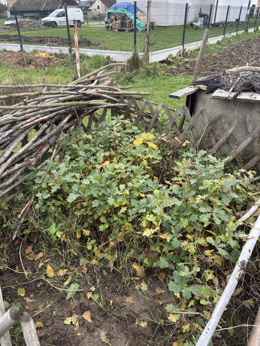 Sadzonki, rossada dębu