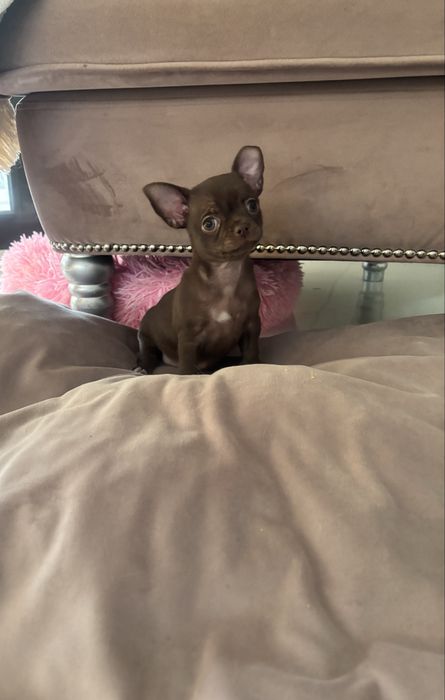 Chihuahua czekoladowa