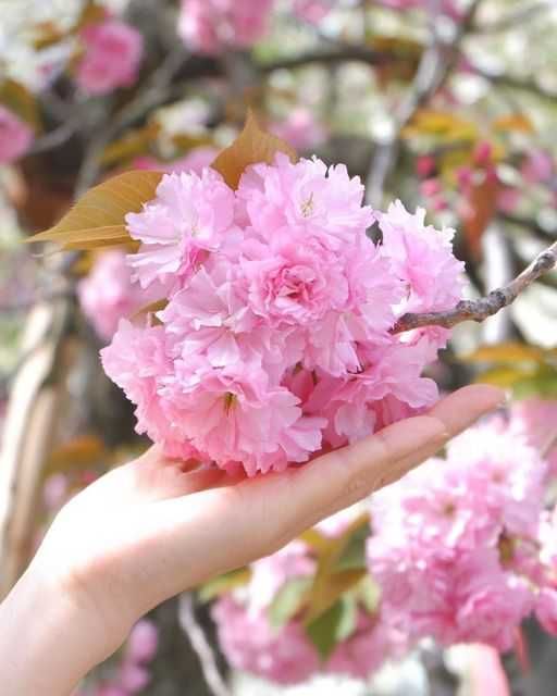 Сакура Канзан, японская вишня