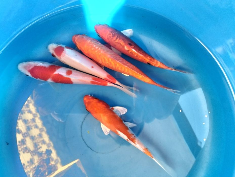 Carpas koi 12 a 14cm "promoção"