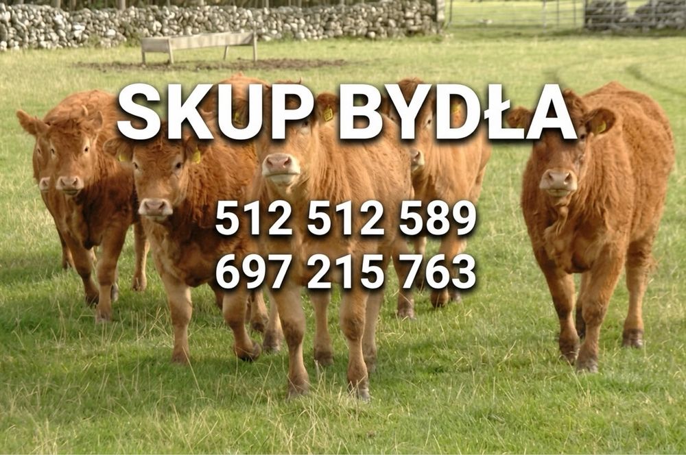 Skup bydla byk krowa jalowka miesne zapraszam