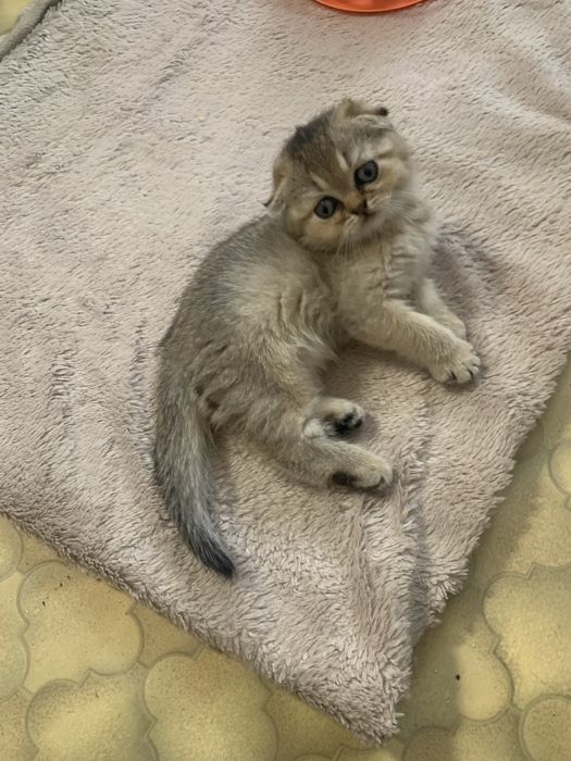 Шотландські клаповухі кошенята