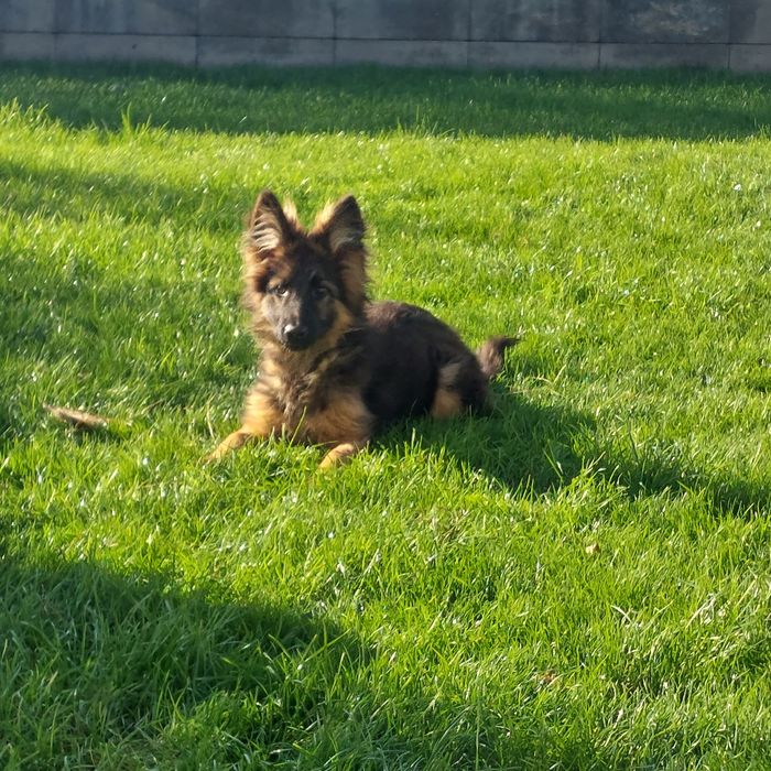 Owczarek Niemiecki Długowłosy