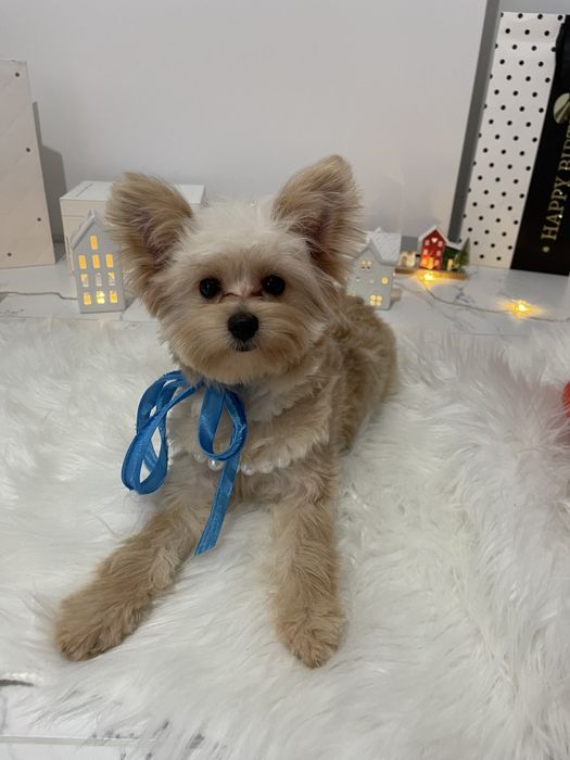 Помапу — Маленькі моделі для обіймів