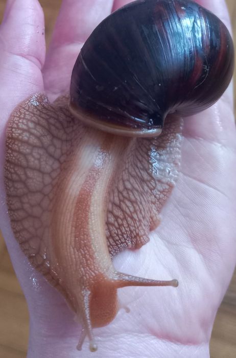 Ахатина иммакулята