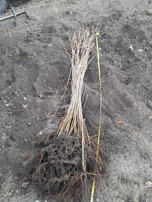 Olcha czarna 150 cm 170 cm