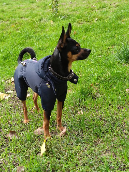 Вязка той терьер