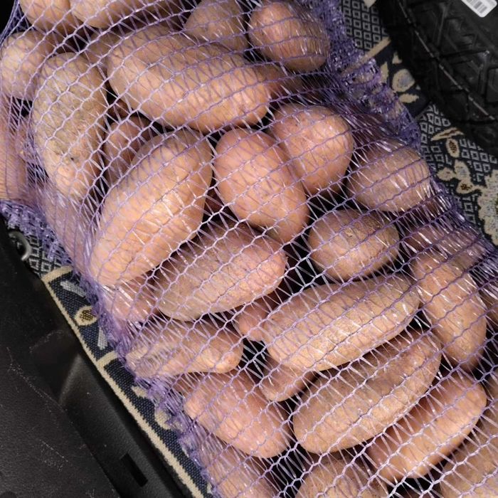 Посадкова картопля Гала,Забава Цибуля