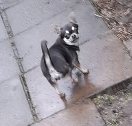Oddam suczkę chihuahua dorosłą
