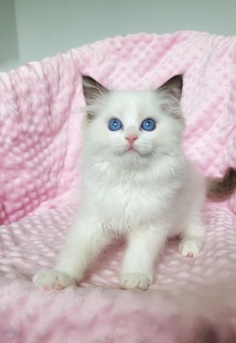 Kotka ragdoll chocolate bicolor po mamie Grand International Champion